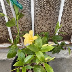 Mandevilla Blooming Yellow Flowers Plant, Is Outdoor Sun Plant. In 2 Gallons Pot Pick Up Only