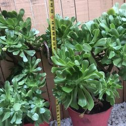 Cactus Variety