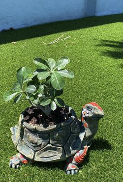 Tortle Pot
