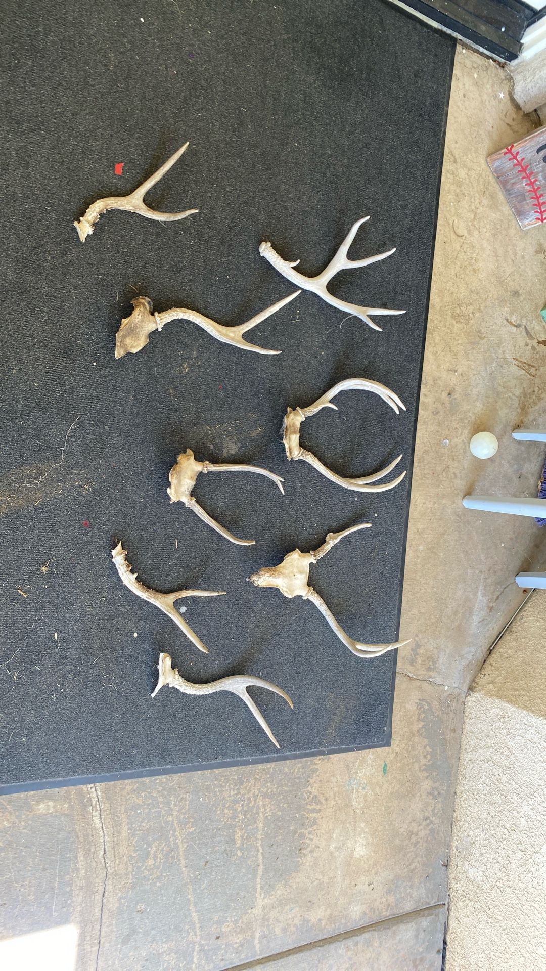 Antlers for knife, handles or dog bones