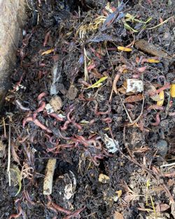 Red Wigglers Composting Worms
