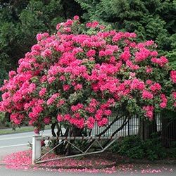 ‘Anna Rose Whitney’ Rhododendrons 