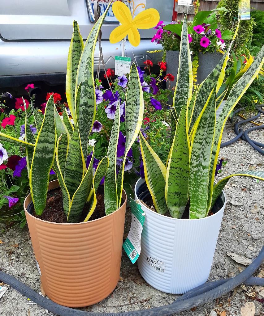 SNAKE PLANTS AND SUCCULENTS (HELPS CLEAR THE AIR / BREATHING)