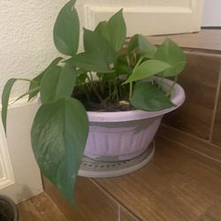 Plantas De Benta En Castroville Ca