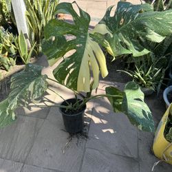 Big Monstera Thai Half Noon