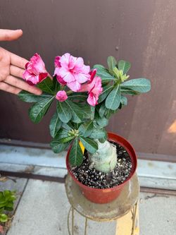 8” desert rose