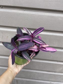 Rare Tradescantia Pallida Variegata In One Gallon Pot for Sale in South  Gate, CA - OfferUp