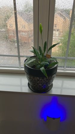 Indoor Plants
