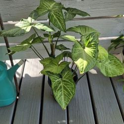 White Butterfly Arrowhead Plant 