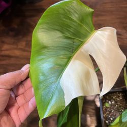 Variegated Monstera Albo Plant Cutting (pls Read Description Below)