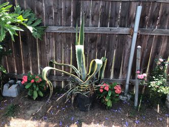 Maguey mexicano