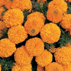 9” Marigold Plants - 7 Plants For $20