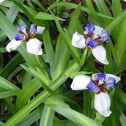 Walking Iris Plants 