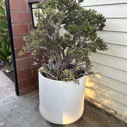 Larger Ceramic White Pot And Plant 