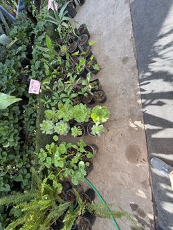 Plantas baratas