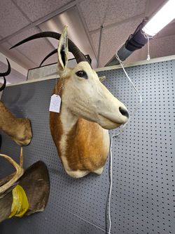 Scimitar Oryx Taxi Dermy