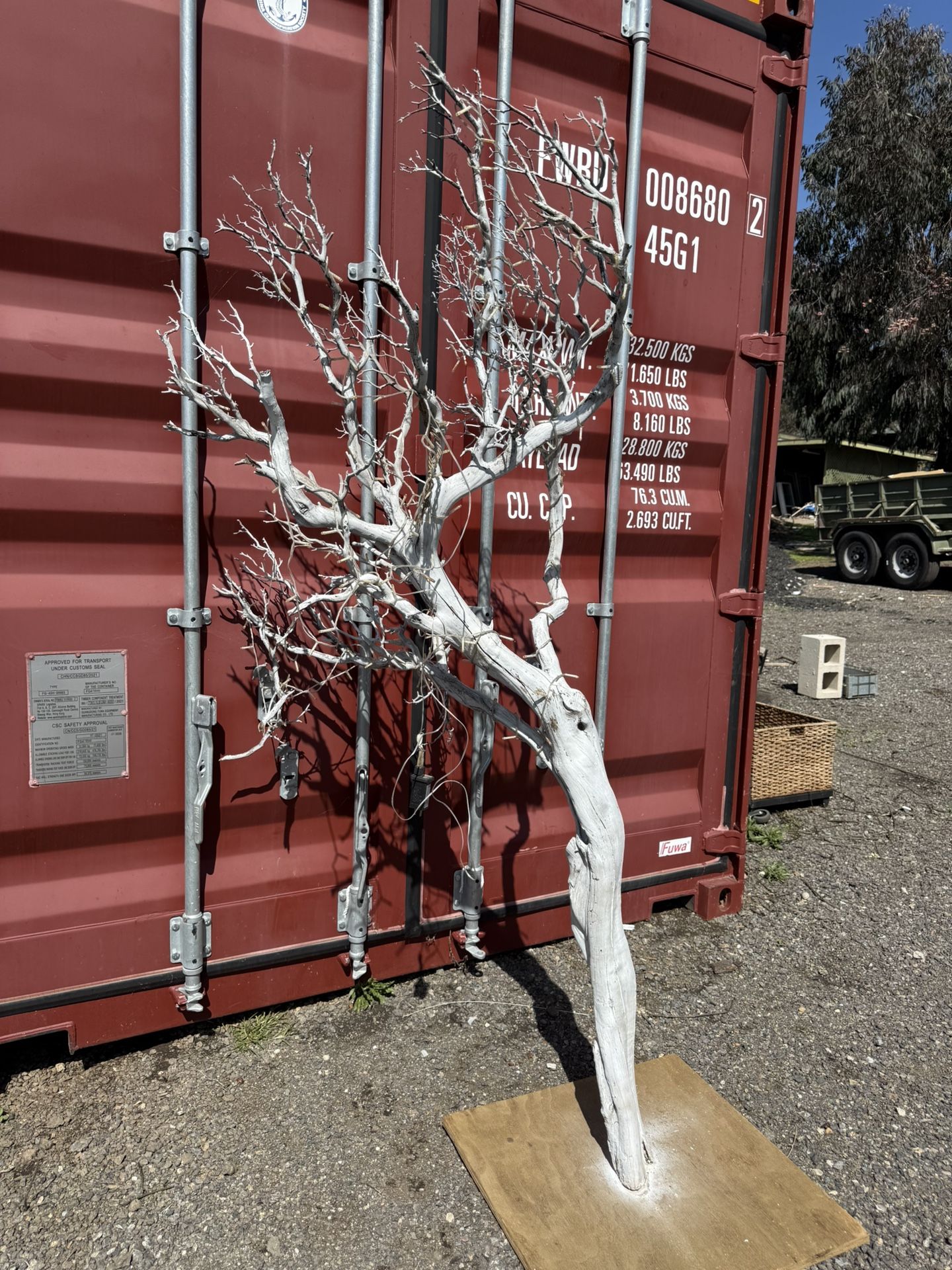 Manzanita Tree