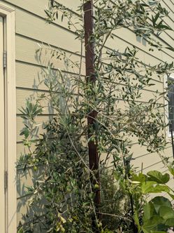 Tree Organic Olive  Price Negotiable