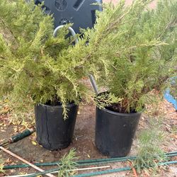 2 Seagreen juniper plants