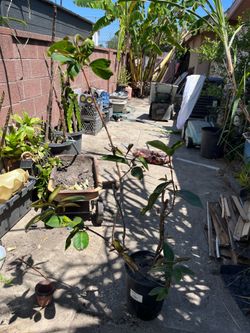 Malay Pink Wax Apple 4.6 fts Tall Airlayer Plant