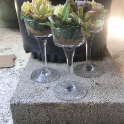 P-N-RP Picked And RePotted Succulent Plants