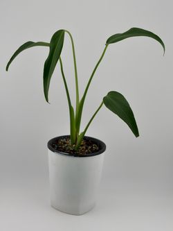 Monstera Burle Marx Flame