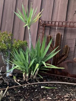 Beautiful Live Yucca Plant Indoor Outdoor