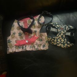 Collars And Harnesses 