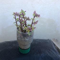 Succulent 