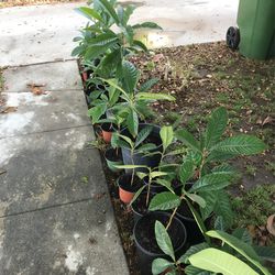 medlar japanese Tree