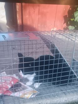 Rescue Release Cat Trap ..