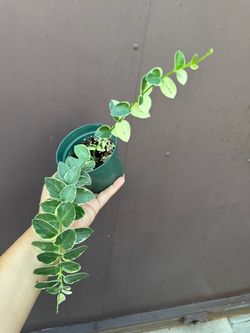 4” Hoya cumingiana albo