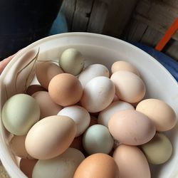 Free Range Chicken Eggs 