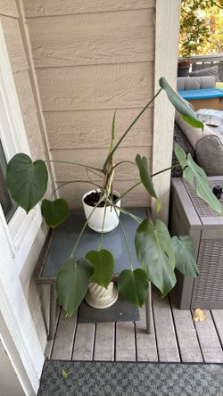 New leaf - Large Monstera Plant – 7” Pot – Healthy & Established