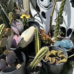Cactus  And Succulents  For Sale Starting  1$ And Up