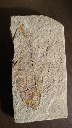 Fish fossil 50,000,000 years old