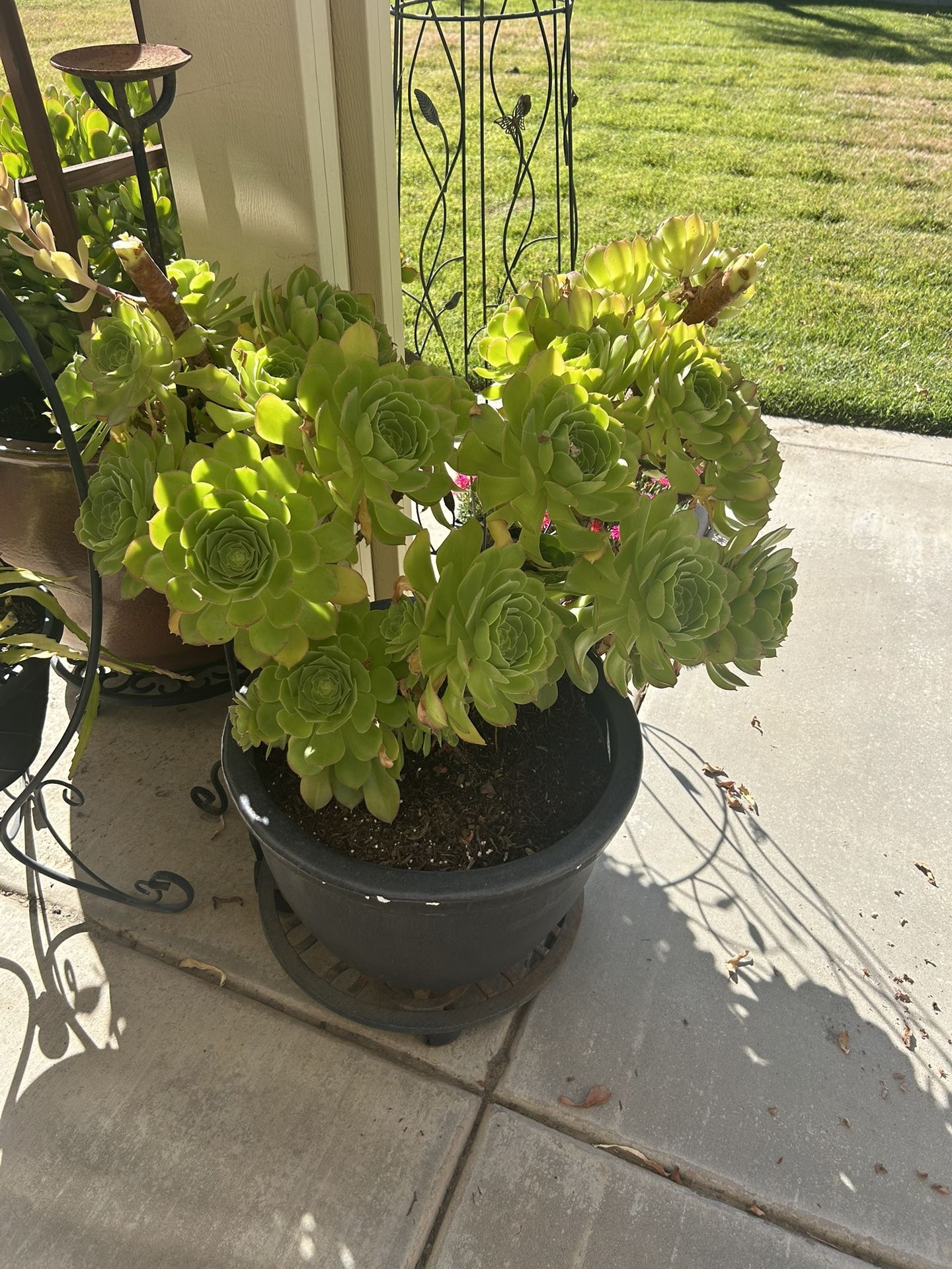 Plant