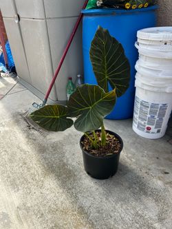 Colocasia elephant Ear Regal Shields Plant
