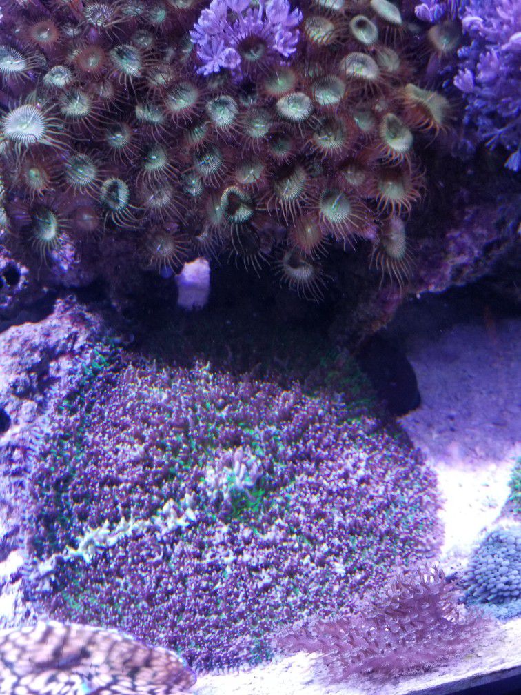 XXL Frilly Mushroom Coral