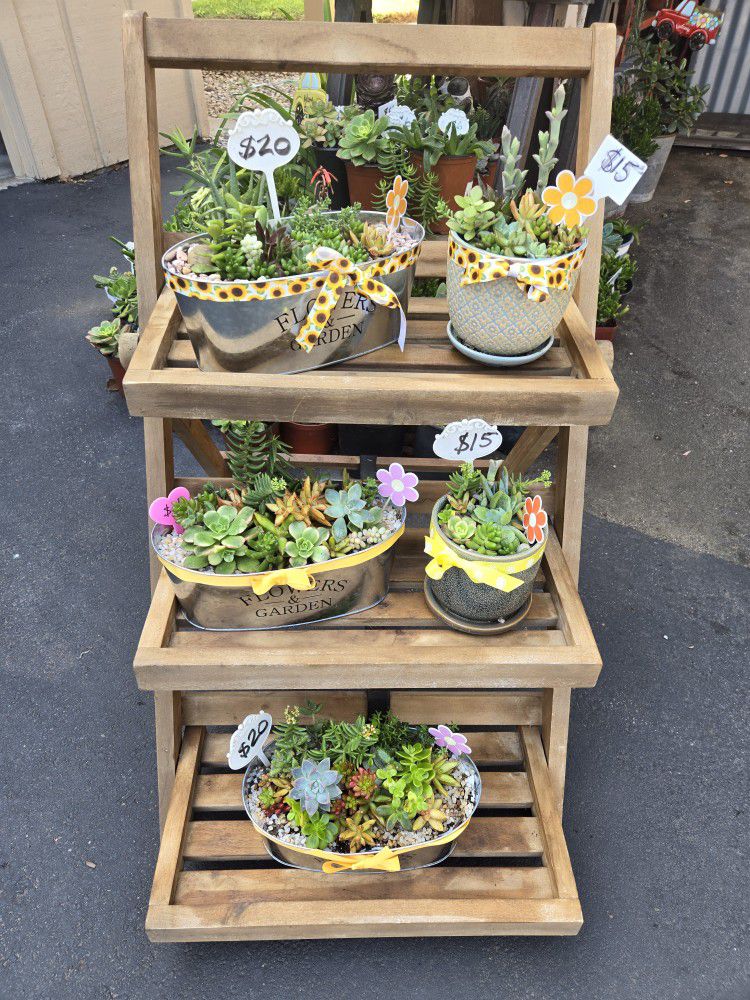Succulent arrangements full of color only $15-20 each