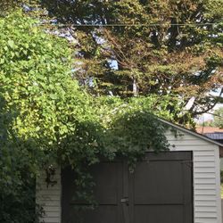 Old shed Need Removed