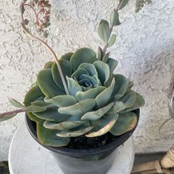 1.5 Gallon Pot Succulent Plant - Echeveria Colorata - Red Top Queen - Rooted & Established - Drought Resistant - 🪴