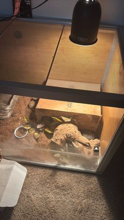 Reptile cage