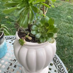 Beautiful Succulent
