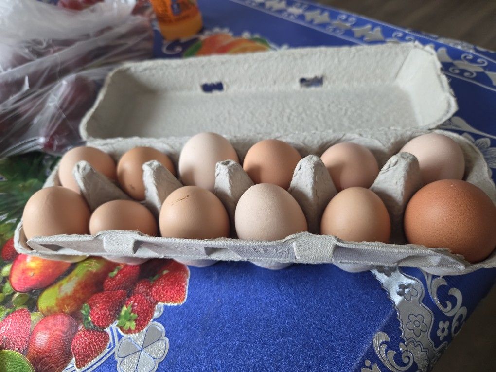 Fresh Chicken Eggs