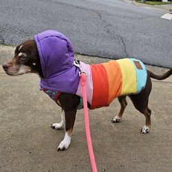 Dog Rainbow pet Fabdog Jacket Rain (S)