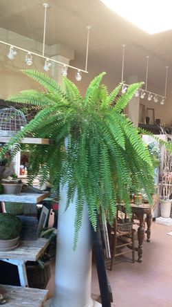 Beautiful large fern plant!