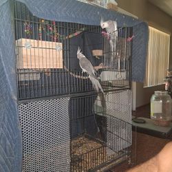 Bird Cage For Sale