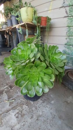 Beautiful, Big & Wide Green Aeonium  Plants