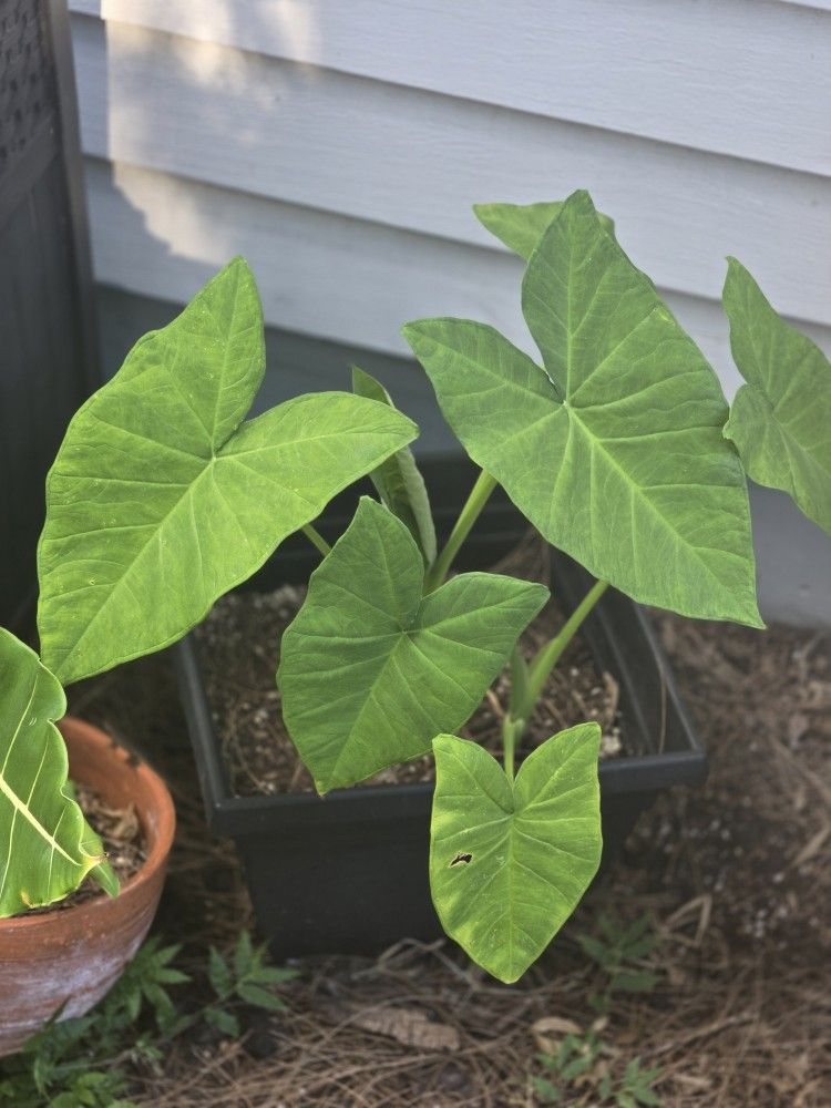 Elephant Ear With Pot 